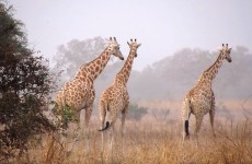 North Cameroon Safari