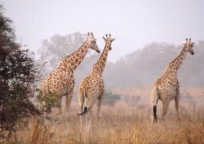 North Cameroon Safari