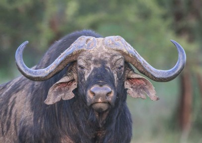 Tanzania Safari 3-Days