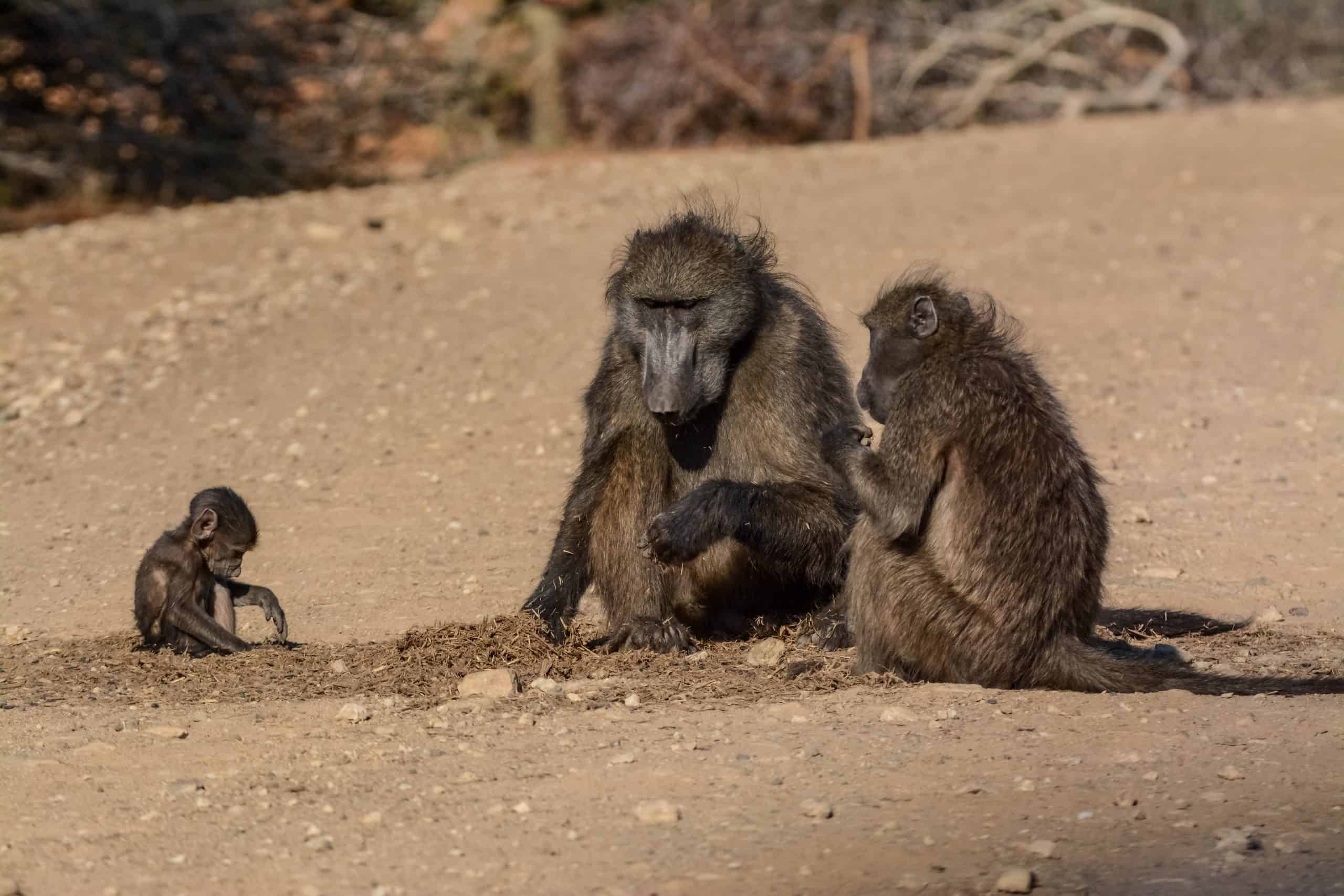 Baboon Family In Mahango