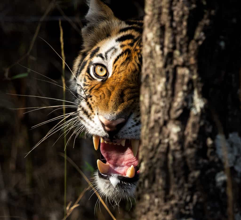 Bandhavgarh