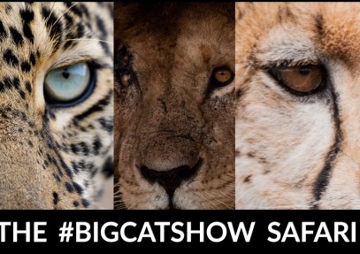 Kenya’s #Bigcatshow Safari