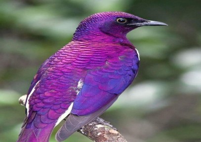 9-Day Kenya Ornithological Safari