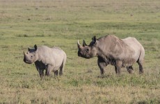 Tanzania Safari 4-Days