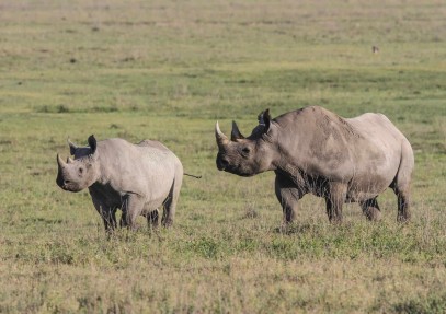 Tanzania Safari 4-Days