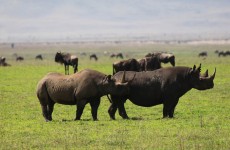 7-Day Tanzania Safari
