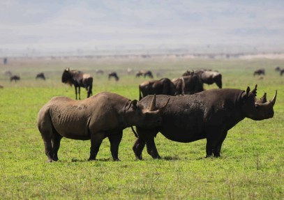 7-Day Tanzania Safari