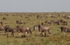 Impressive Tanzania Safari 5-Days