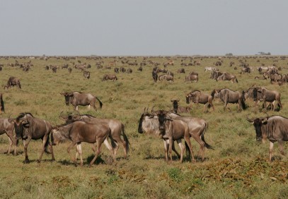 Impressive Tanzania Safari 5-Days