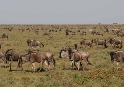 Impressive Tanzania Safari 5-Days