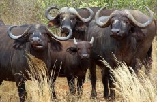 Tanzania Secrets Safari