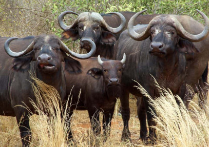 Tanzania Secrets Safari