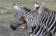 Tanzania Lodge Safari 6-Days