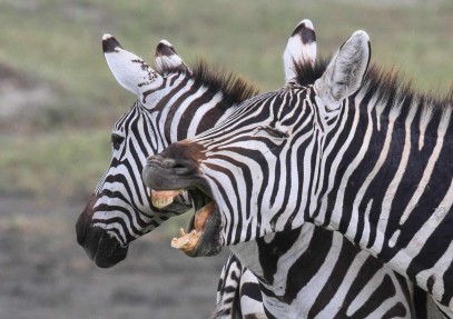 Tanzania Lodge Safari 6-Days