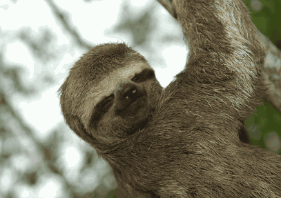 7-Day Zancudo Cocha Ecuadorian Amazon Safari Tour