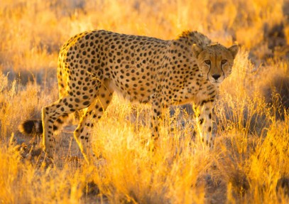 Etosha, Caprivi, Chobe & Victoria Falls Safari