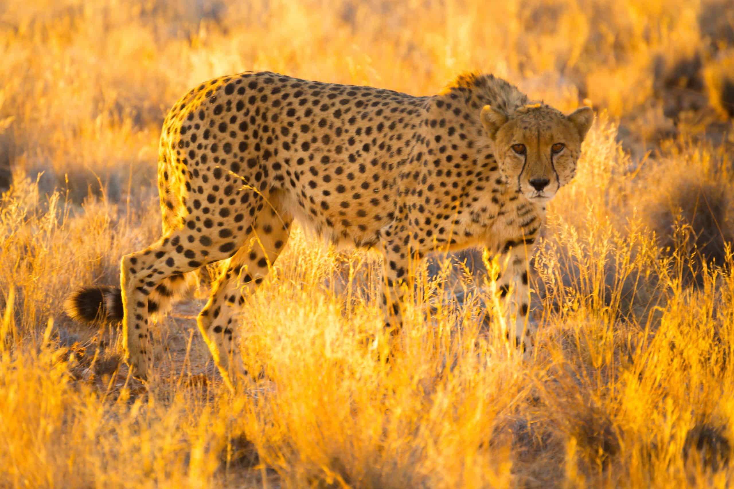 Cheetah In The Caprivi