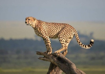 Cultural and Wildlife Combo Safari