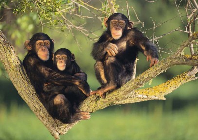 Uganda Primate Tour