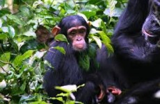Chimpanzee, Wildlife and Gorillas Safari