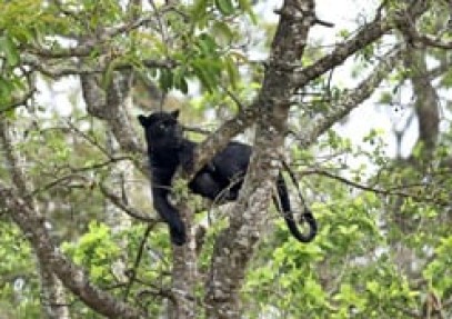 Black Panther Expedition