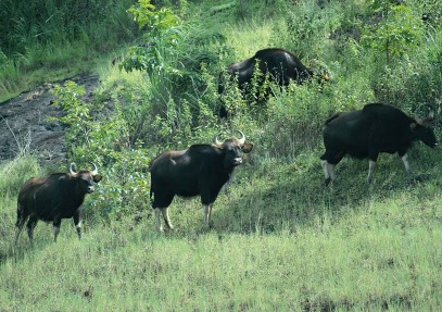 Wilderness in South India