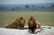 7-Day Migration Camping Safari