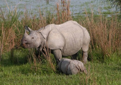 Tea and Wildlife Safari