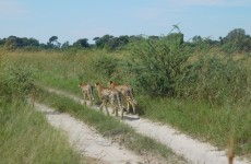 3-Day Camping Safari in Khwai Concession