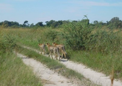 3-Day Camping Safari in Khwai Concession