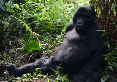 5-Day Uganda Gorillas and Chimps Habituation Experience