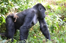 4-Day Uganda Gorillas and Chimps Trekking Safari
