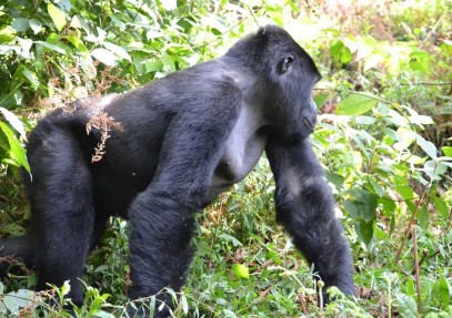 4-Day Uganda Gorillas and Chimps Trekking Safari