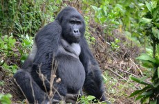 6-Day Kibale Chimps, Bwindi Gorillas and Wildlife Viewing