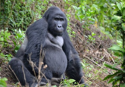 6-Day Kibale Chimps, Bwindi Gorillas and Wildlife Viewing