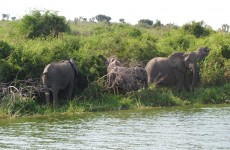 3-Day Queen Elizabeth National Park Safari