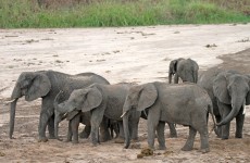 Kenya Wildlife Tour