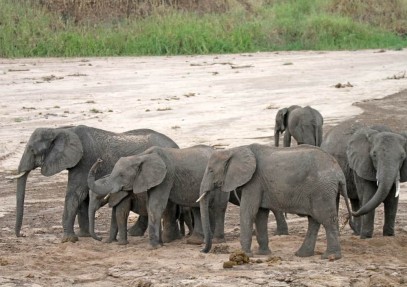 Kenya Wildlife Tour