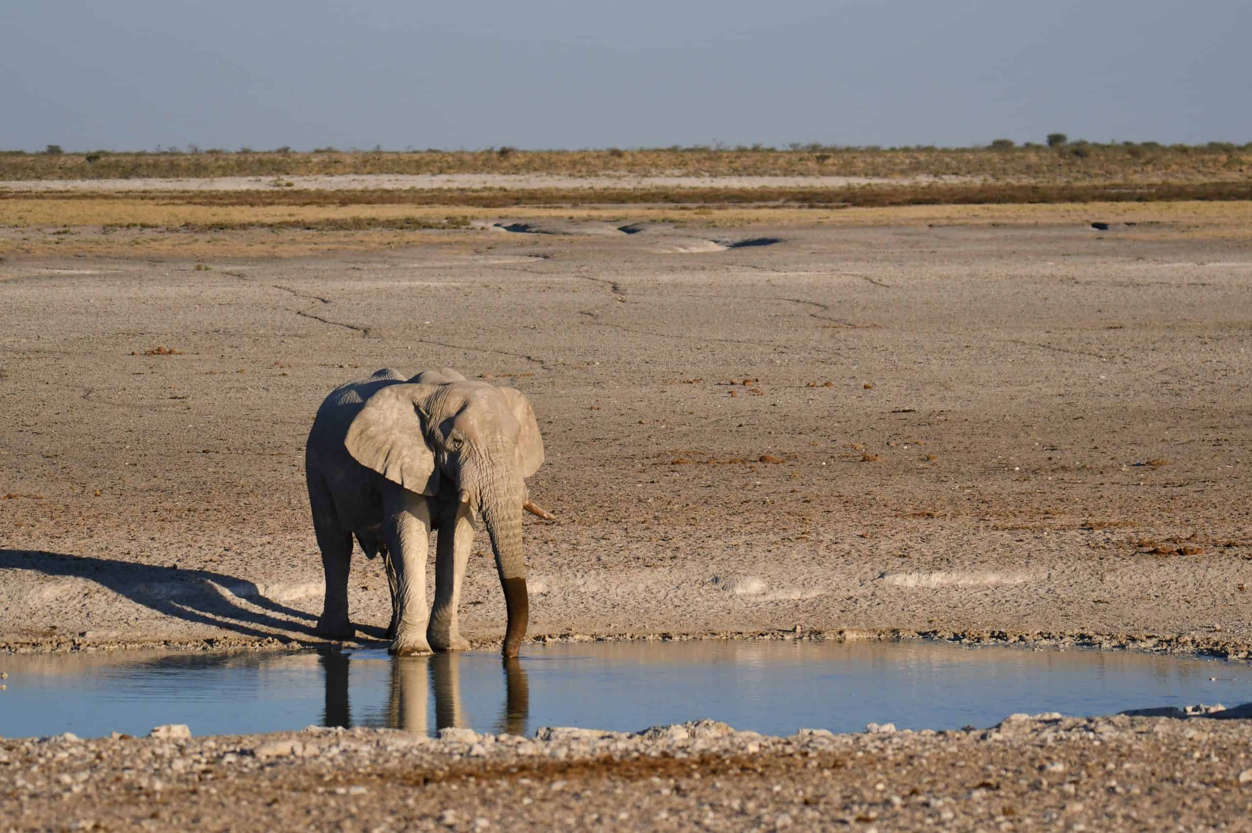 Etosha Elephant