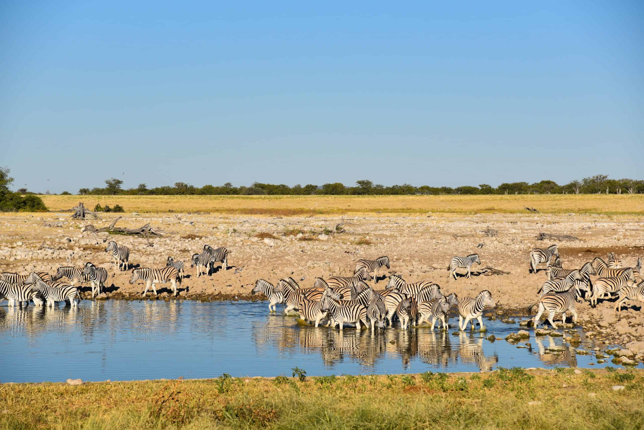 Etosha Waterhole (1)