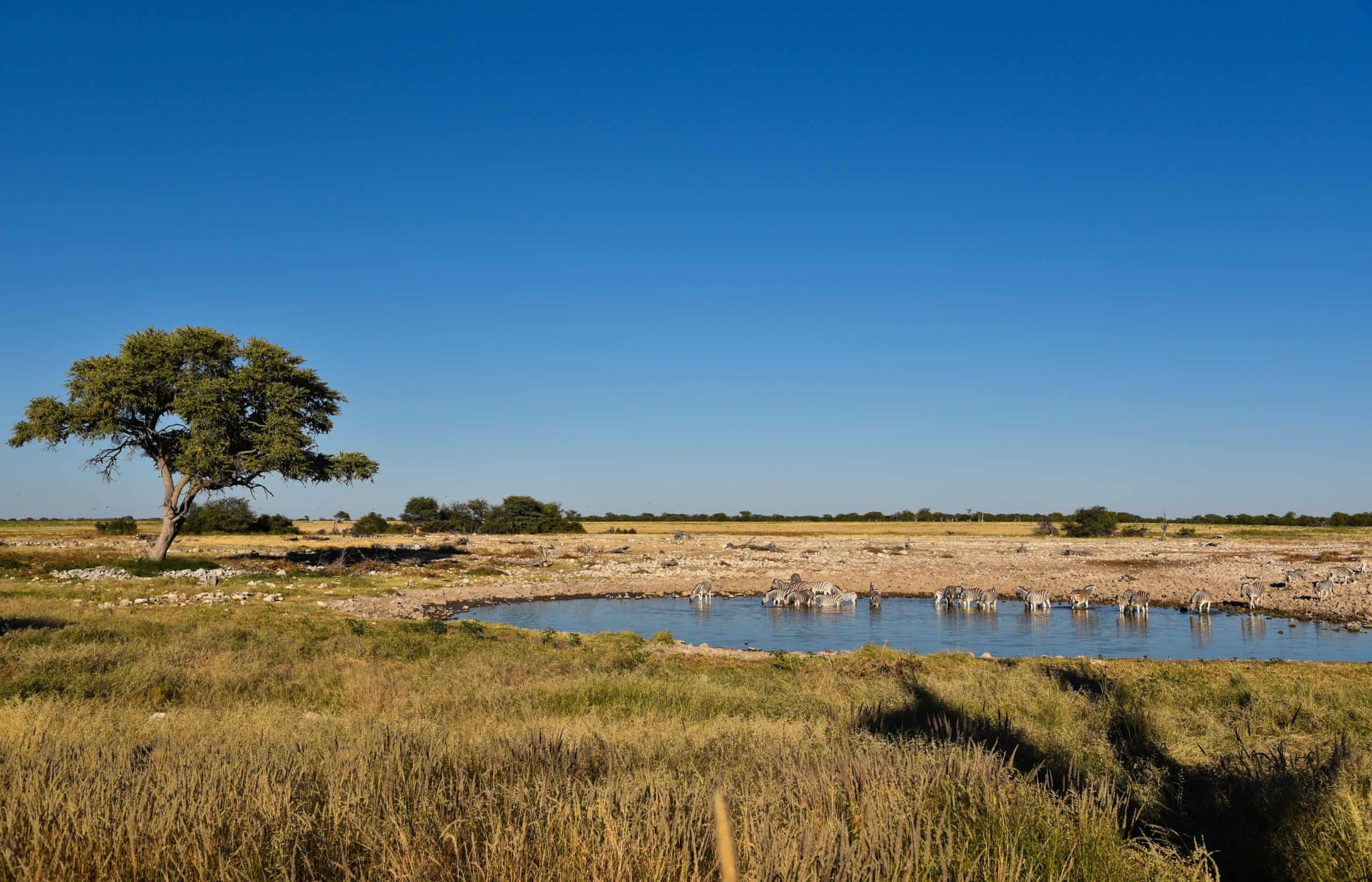 Etosha Waterhole (3)