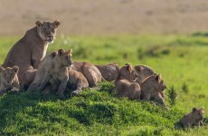 Tanzania Lifetime Adventure