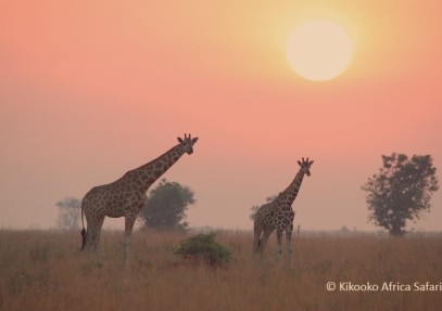 Irresistable Uganda Safari
