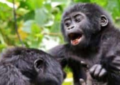 10-Day Rwanda-Uganda Wildlife Safari & Gorilla Trekking