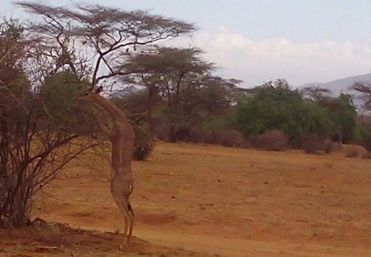 Swara Safari – Lake Nakuru & Masai Mara