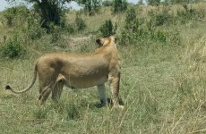 3-Day Masai Mara Budget Safari