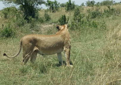 3-Day Masai Mara Budget Safari