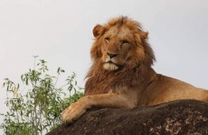 7-Day Chimpanzee, Wildlife and Gorilla Safari