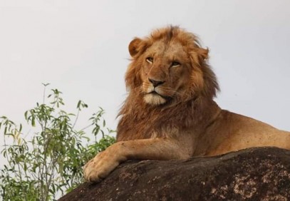 7-Day Chimpanzee, Wildlife and Gorilla Safari