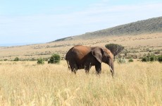 5-Day Masai Mara Nakuru Naivasha Safari